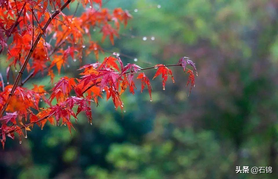 秋雨唯美古诗大全（七首秋雨诗词唯美）