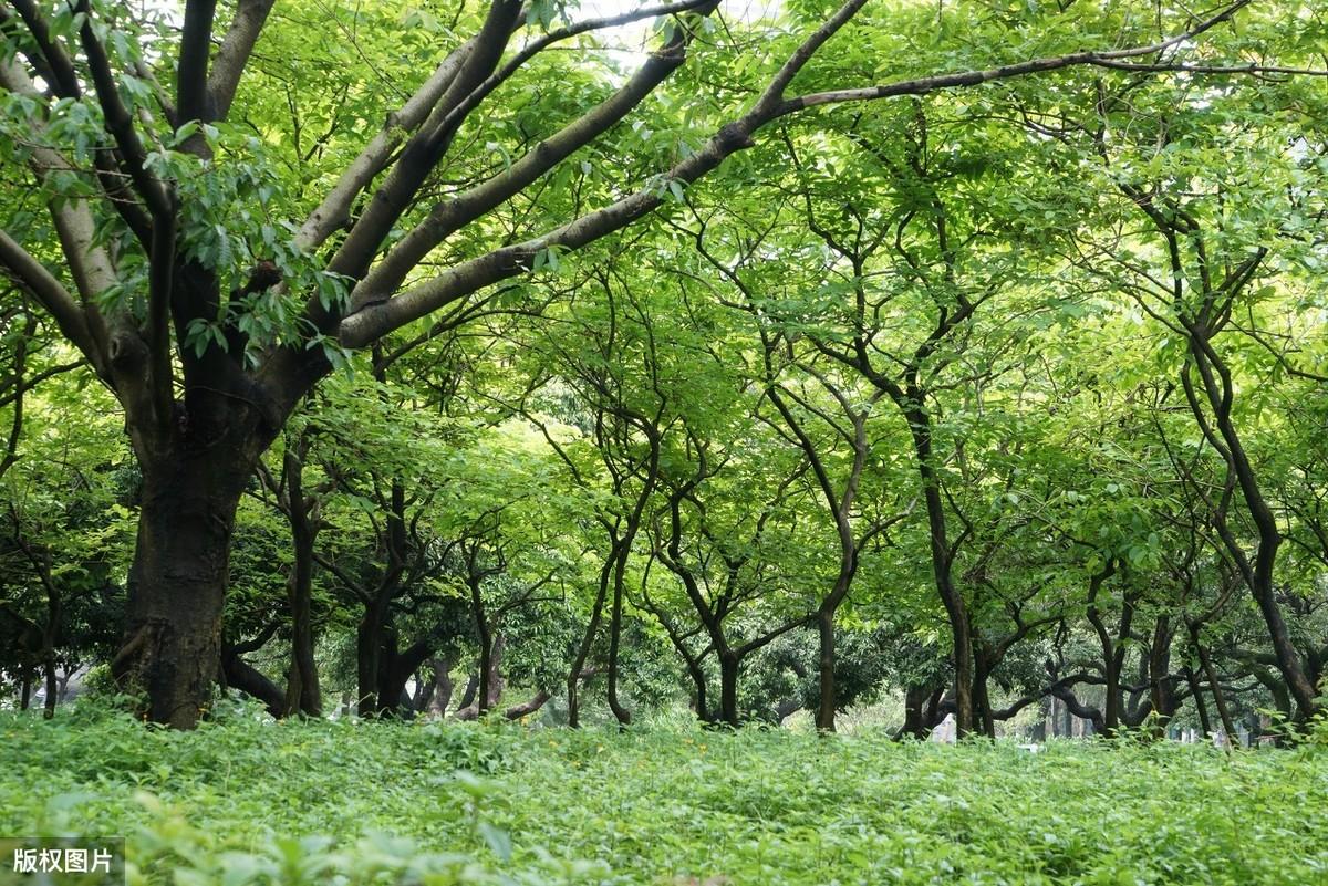 时时闻鸟语，处处是泉声（20首五言绝句山水古诗）