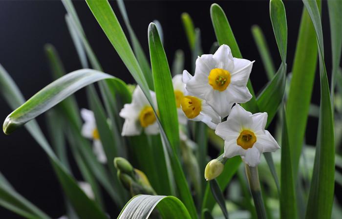 水仙花经典古诗大全（描写水仙花的诗词）