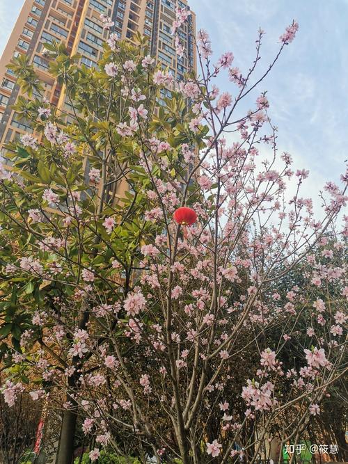 表现春花的烂漫的诗句（一场春的盛宴，满目繁花）