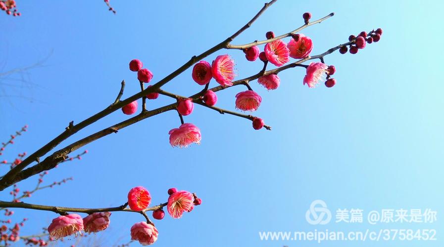 有关山花烂漫的优美唯美句子的好句摘抄（山花烂漫，色彩斑斓的春天）