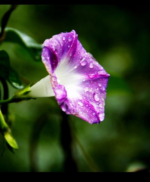 描写牵牛花的短语（牵牛花，花开如梦）