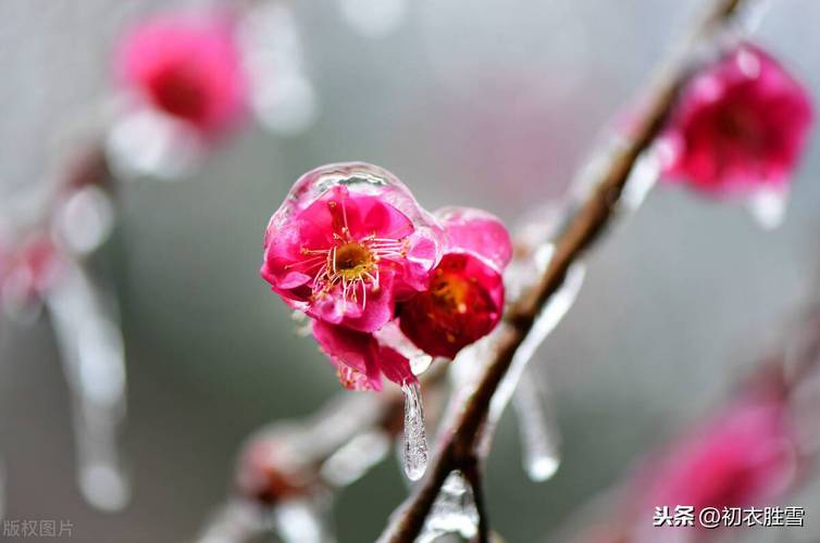 有关形容梅花的优美唯美句子的好句摘抄（清寒季节里的芳菲雅韵）