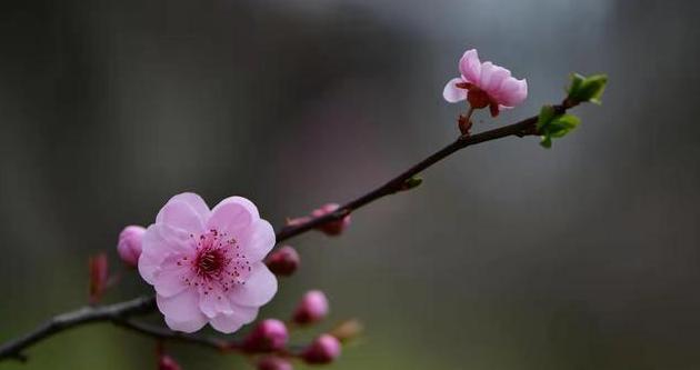 形容花草句子大全（花草世界的魅力）