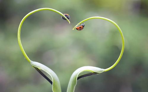 形容花草句子大全（花草世界的魅力）