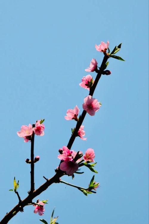 关于写桃花的古诗词（唯美古风，留香千年）