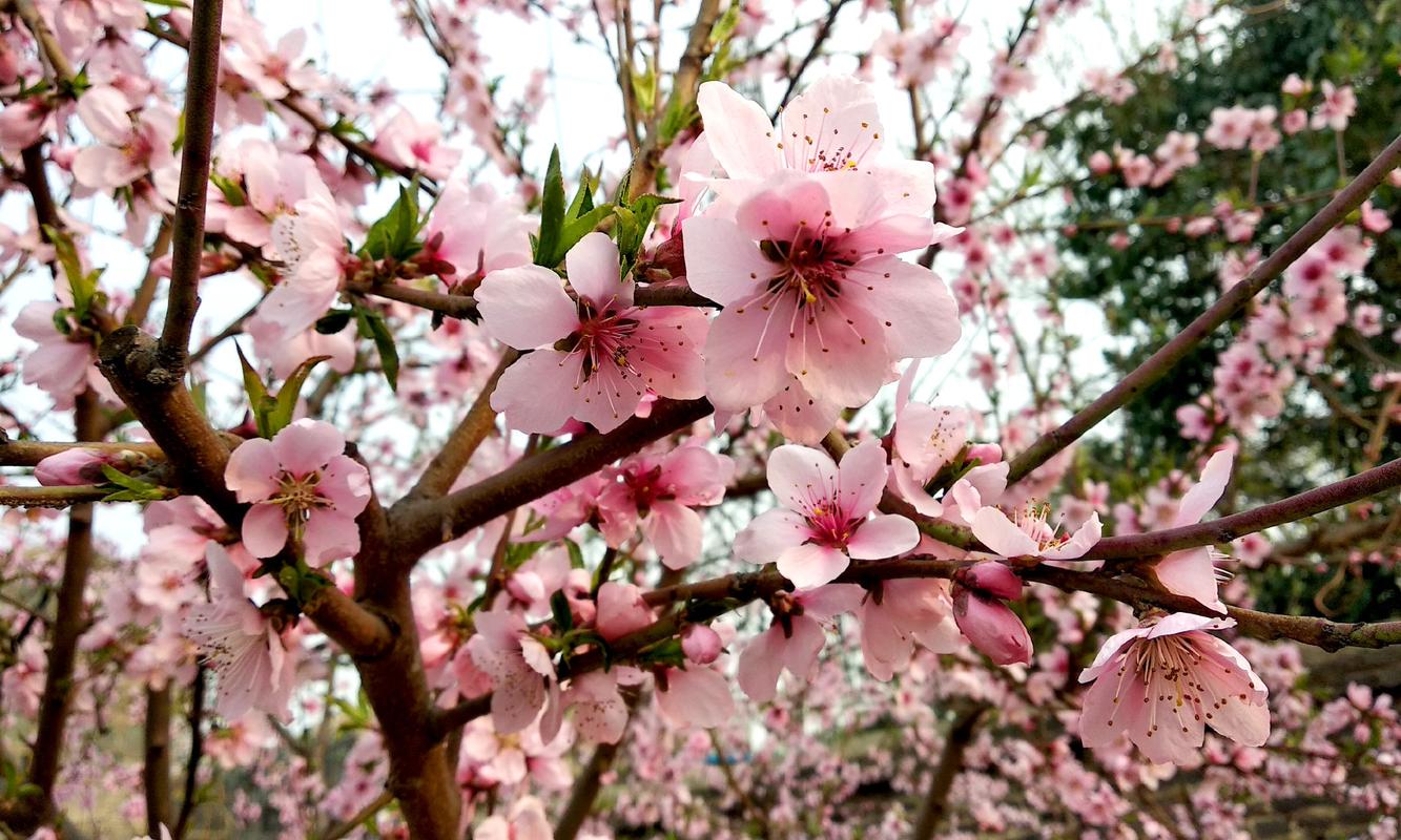 关于写桃花的古诗词（唯美古风，留香千年）