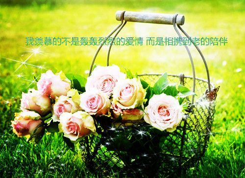 关于玫瑰花的唯美句子和词语（花开花落，芬芳永存）