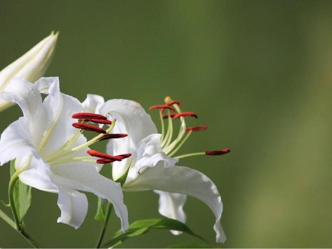 含花字的古诗词句子（花的美丽与哀愁）