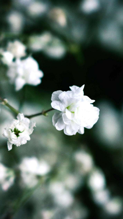 含花字的古诗词句子（花的美丽与哀愁）