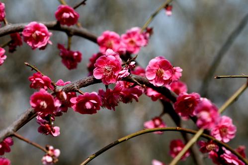 描写梅花的唯美句子大全（梅花之美）