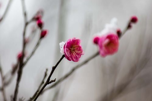 描写梅花的唯美句子大全（梅花之美）