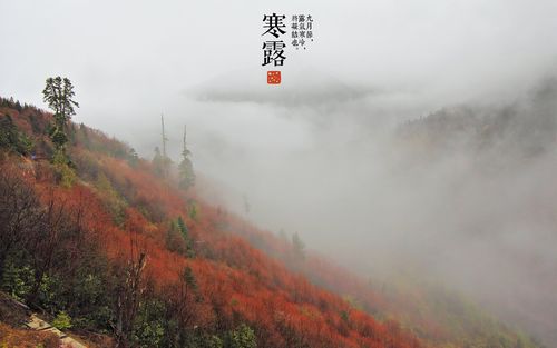 寒露 节气的诗句（寒露之美）