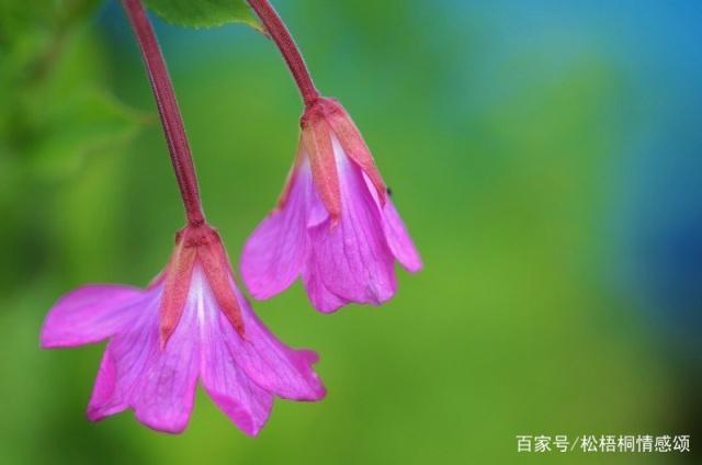 有关表达释怀的唯美句子的句子简短（用唯美句子表达内心的宁静）