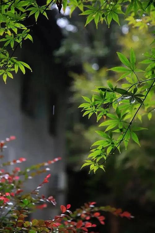 形容雨的句子短句（缱绻细雨的美丽）