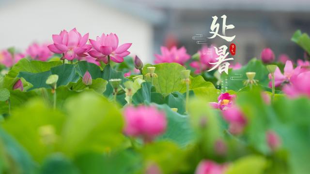 处暑节气的文案（处暑节气祝福：迎接秋风，祝福平安）