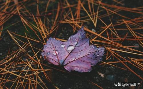 有关秋雨绵绵的唯美唯美句子的好句有哪些（《绵绵秋雨，唯美时光》）