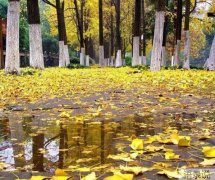 有关秋雨绵绵的唯美唯美句子的好句有哪些（《绵绵秋雨，唯美时光》）