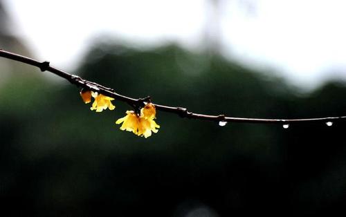 有关秋雨绵绵的唯美唯美句子的好句有哪些（《绵绵秋雨，唯美时光》）