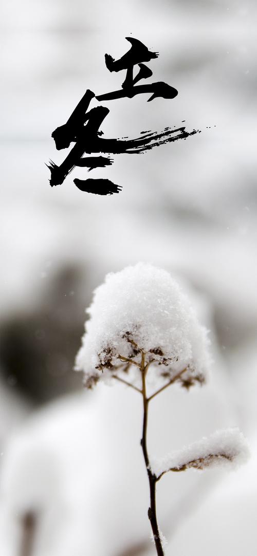 关于立冬的佳句（雪落人间，冬至寒梅）