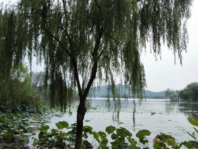 雨中漫步说说心情短语人生感悟（主题：雨中漫步，静思人生）