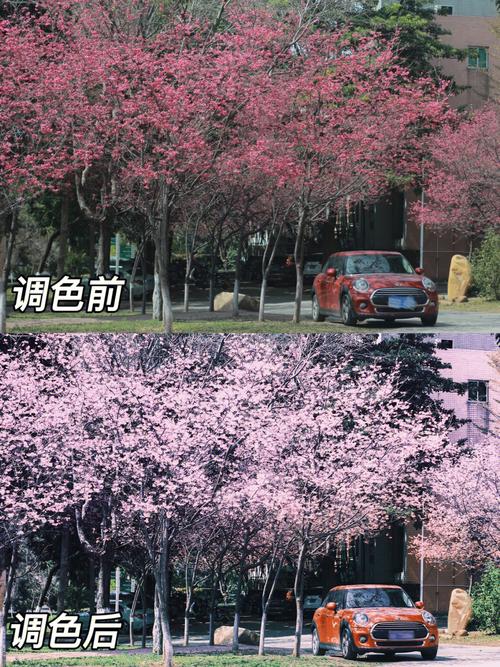 关于樱花的朋友圈说说（樱花美景，春意盎然）