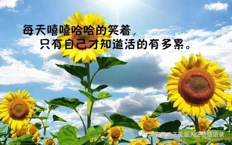 生活感悟的精彩语句（以感悟生活的经典语录）