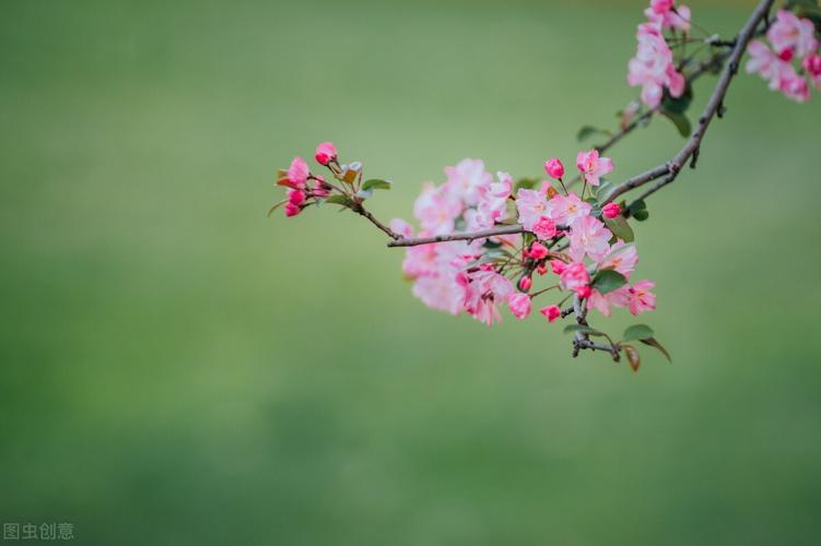 有关鲜花的浪漫唯美句子的句子（缤纷花海，唯美浪漫）