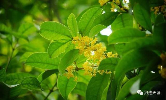 桂花 语句（桂花的治愈力量）