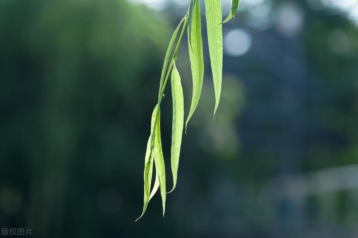 枝条妖娆，寄古今情（推荐六首诗词里的柳树）