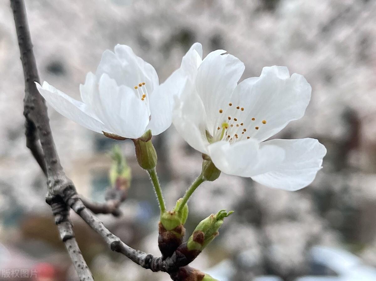 花开经典诗词有哪些（六首花开的诗词）