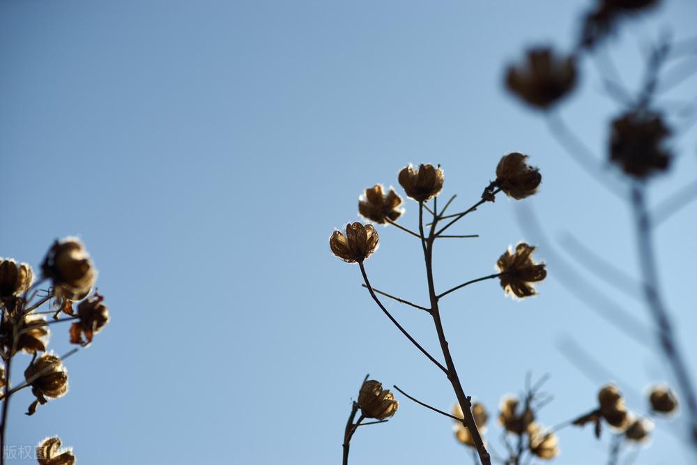 寒冷的季节，温暖心房（四首冬天里的诗词）