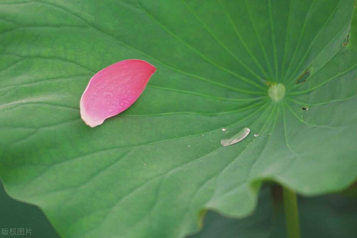 景色经典诗词大全（虽不能至，心向往之）