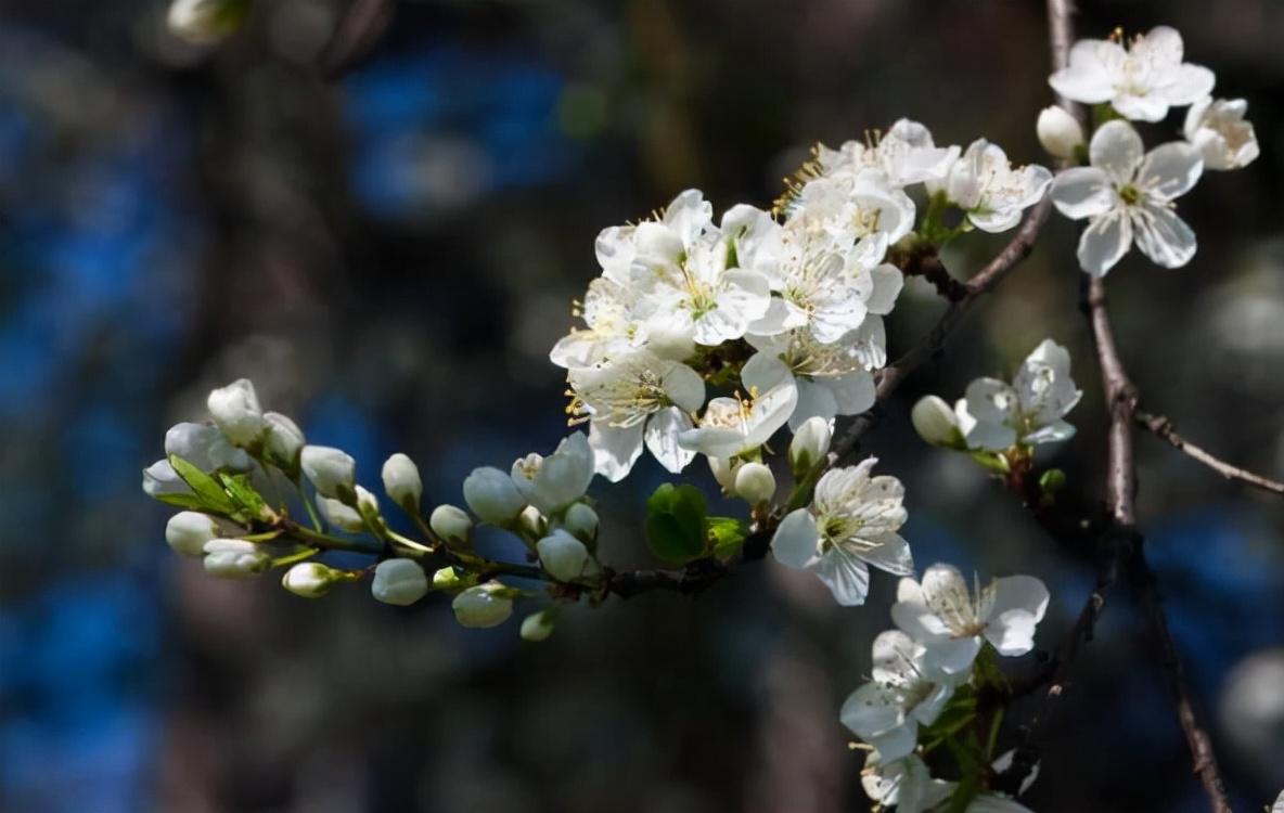 柳色嫩黄，山杏吐艳（10首优美早春诗词）