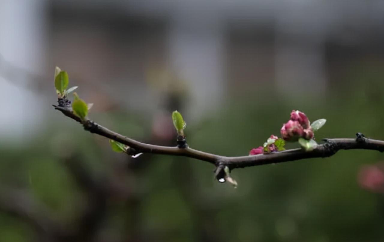 柳色嫩黄，山杏吐艳（10首优美早春诗词）