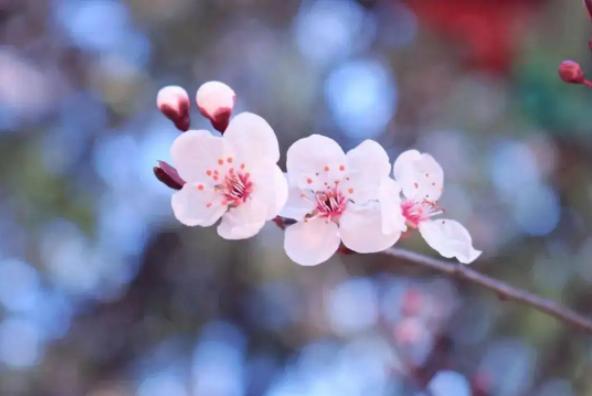 柳色嫩黄，山杏吐艳（10首优美早春诗词）