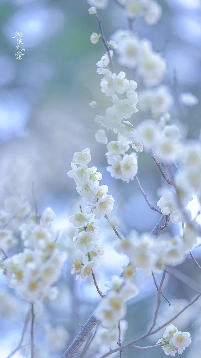 赞美梅花经典古诗词（20句梅花般清丽的绝美诗词）