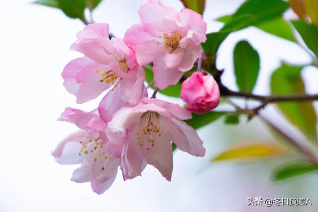 偷来梨蕊三分白，借得梅花一缕魂（17首海棠诗词）