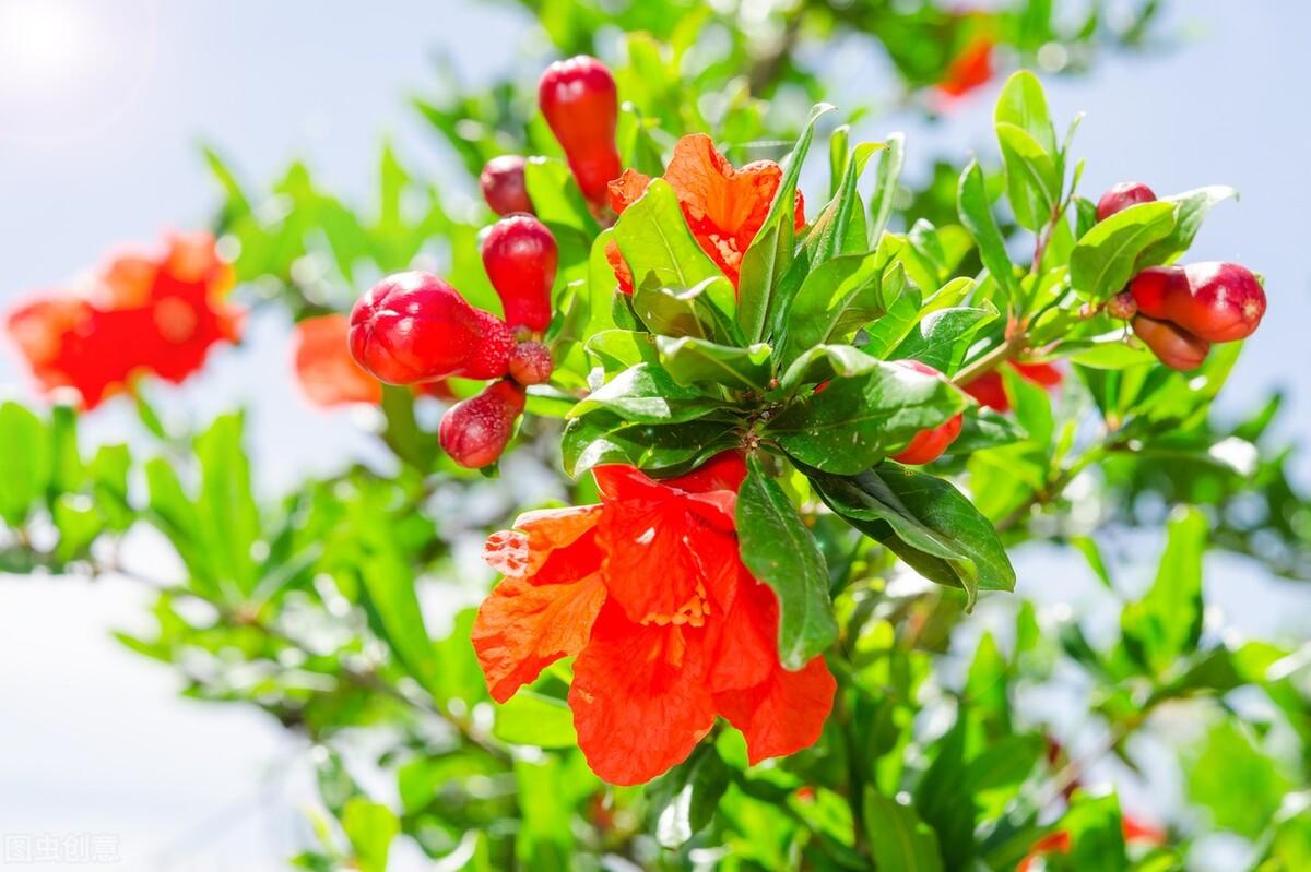 石榴半吐红巾蹙，榴花开欲燃（绝美的石榴花词两首）