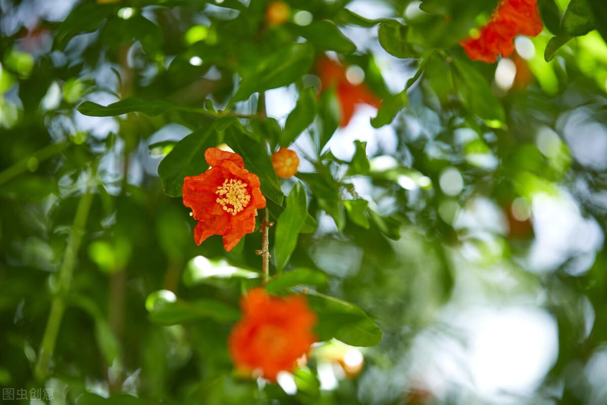 石榴半吐红巾蹙，榴花开欲燃（绝美的石榴花词两首）