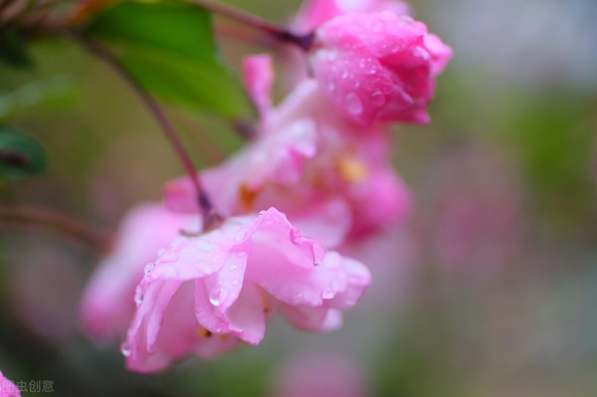 只恐夜深花睡去，故烧高烛照红妆（6首唯美海棠花诗词）