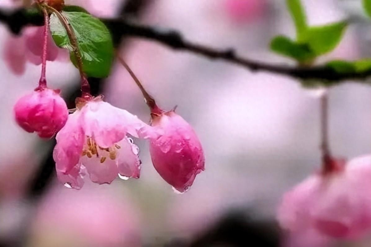 杜甫经典古诗大全（杜甫两首春雨诗）