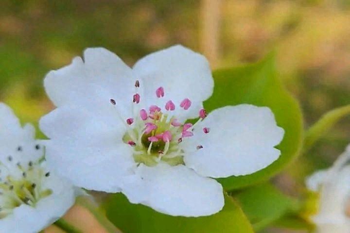 梨花经典古诗赏析（十首梨花唯美古诗词）