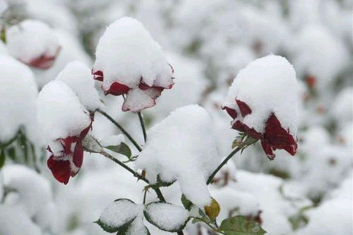 咏雪经典古诗大全（七律咏雪经典古诗）