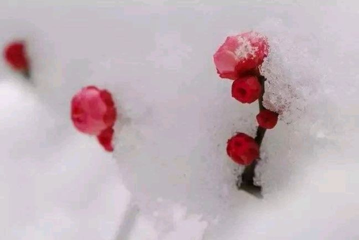 咏雪经典古诗大全（七律咏雪经典古诗）