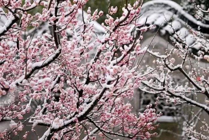 咏雪经典古诗大全（七律咏雪经典古诗）