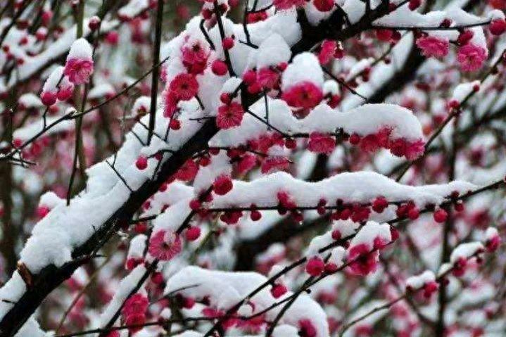 咏雪经典古诗大全（七律咏雪经典古诗）