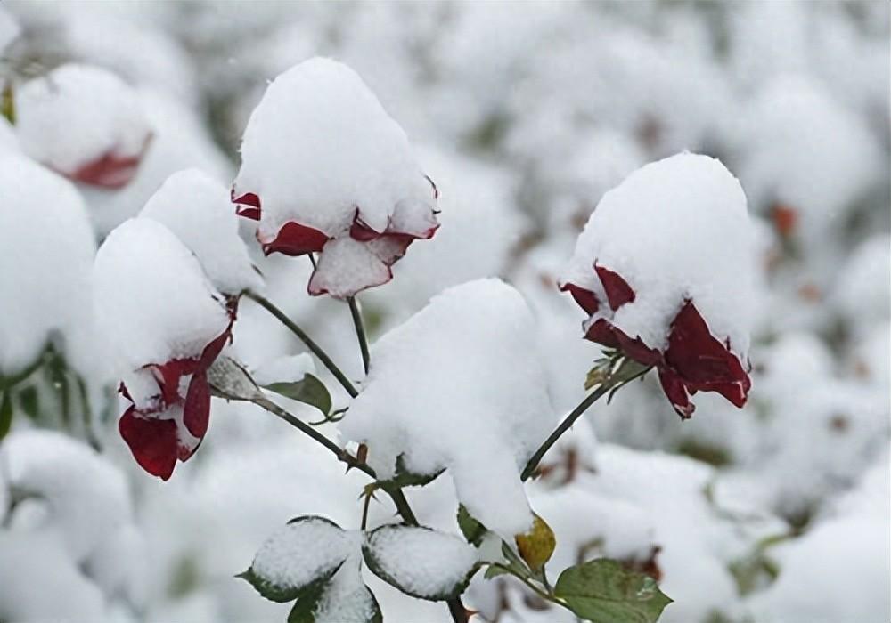 咏雪经典古诗大全（两首咏雪唯美古诗）