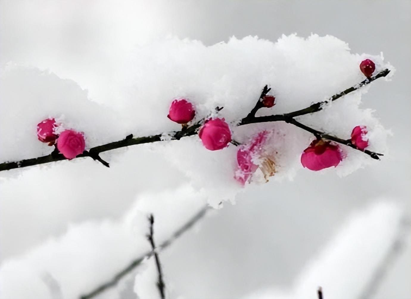 花开迎春，冬去春来（十首梅花唯美古诗）