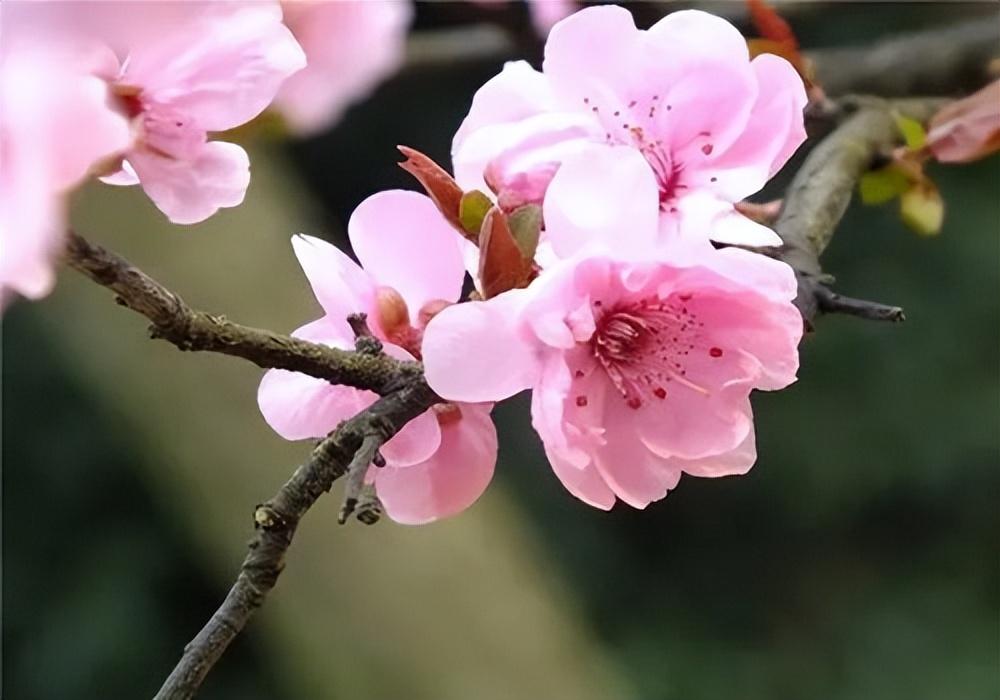 花开迎春，冬去春来（十首梅花唯美古诗）